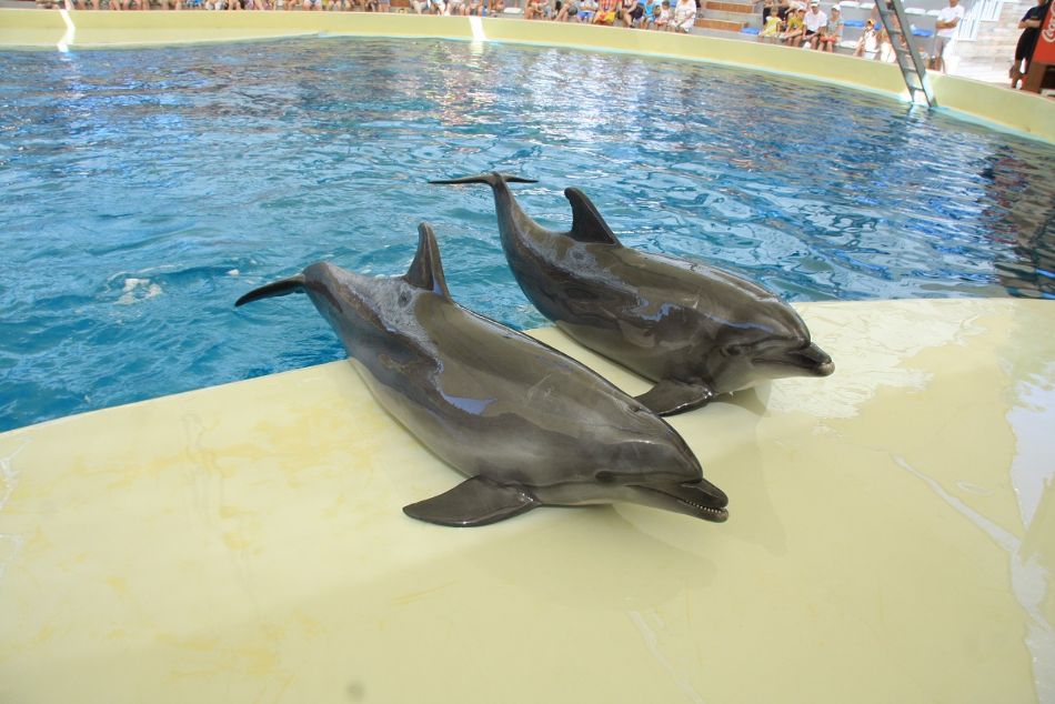 Antalya Dolphinpark with Hotel Transfers
