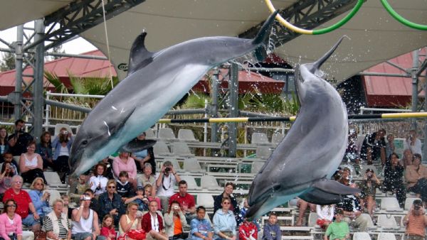 Aquapark and Dolphin Show with Hotel Transfers,Lunch and Soft Drinks