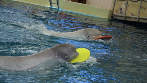 Aquapark and Dolphin Show with Hotel Transfers,Lunch and Soft Drinks