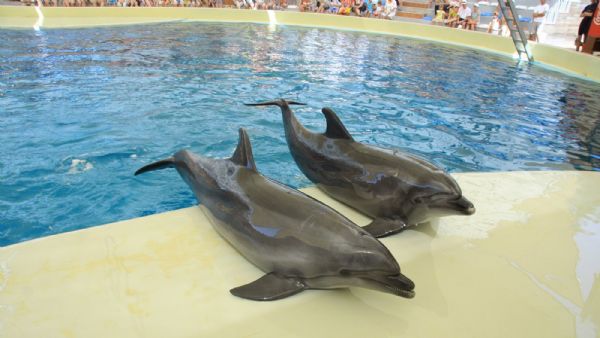 Aquapark and Dolphin Show with Hotel Transfers,Lunch and Soft Drinks