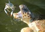 Turtle Beach by Boat