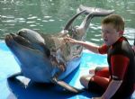 Meet a Dolphin