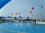 Sea Alanya Aquarium & Dolphin Show