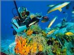 Scuba Diving