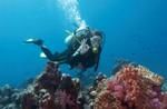 Scuba Diving