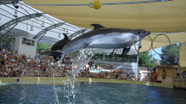 Antalya Dolphinpark with Hotel Transfers