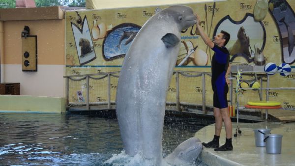 Antalya Dolphinpark with Hotel Transfers