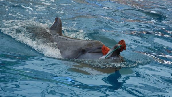 Antalya Dolphinpark with Hotel Transfers