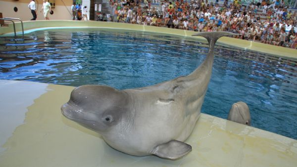 Antalya Dolphinpark with Hotel Transfers